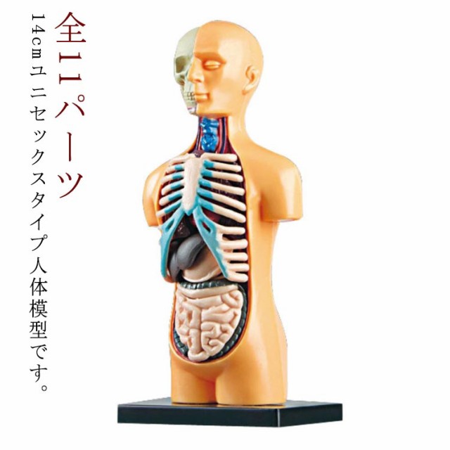 ミニ内臓人体模型 14cm 11ピース 内臓模型 標本 お腹の見える人体模型 パーツ取り外し可 組み立て 骨 筋肉 臓器 科学 実験 模型 スマート